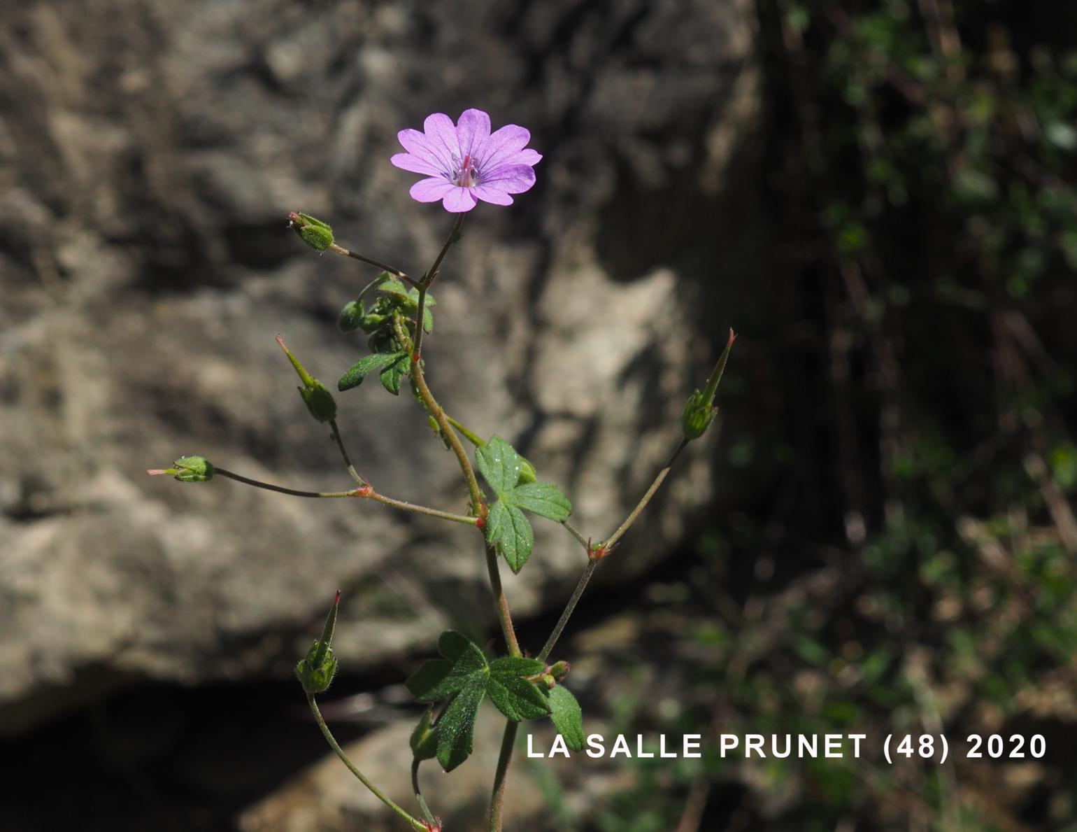 Cranesbill, Hedgerow